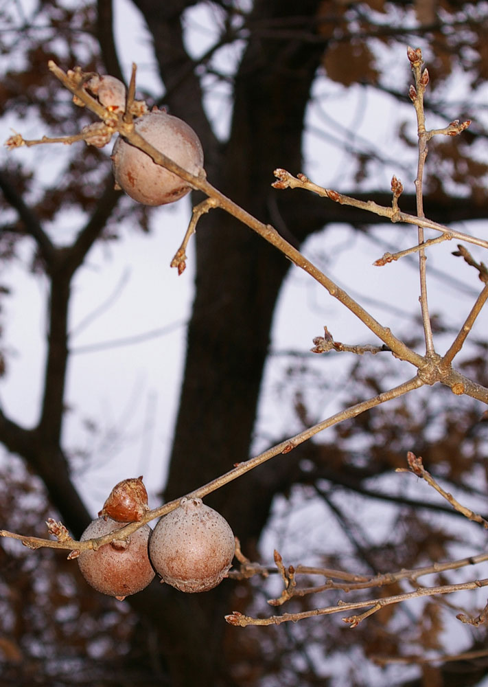 Galle di Cynips quercus-tozae su Quercus sp.